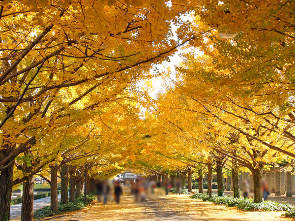 Surrounding environment. Showa Kinen Park (about 470m ・ 6-minute walk)