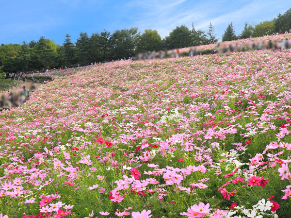 Surrounding environment. Showa Kinen Park (about 470m ・ 6-minute walk)