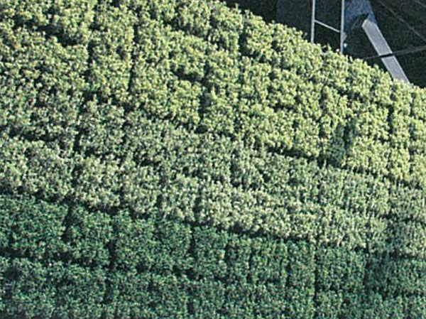 Features of the building.  [Wall greening] People and the city, And decorate the future "green wall". Introducing a wall greening moisturize to life and cityscapes. It is also effective, such as relaxation of thermal insulation improvement and heat island phenomenon of the building.