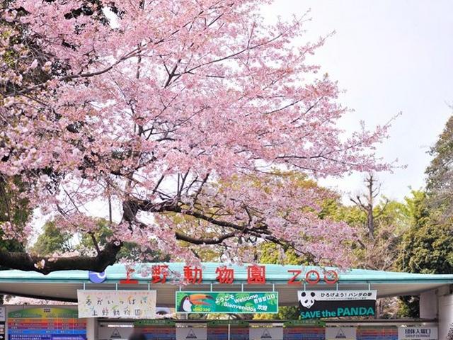 park. Ueno Park ・ 280m Museum Zoo, Ueno Park that many cultural facilities such as the zoo is present. Also spread to enjoy the holiday.