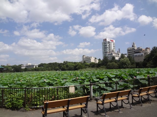 park. Shinobazunoike until the (park) 550m