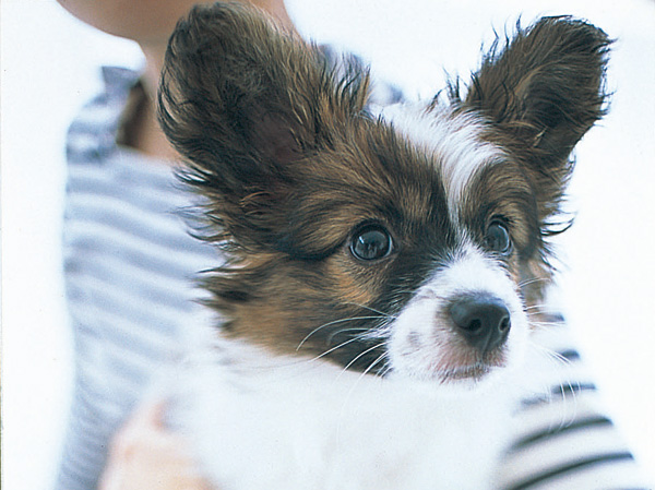 Common utility.  [Pets also could live together] Set up a pet-only foot washing area for living and comfortable valued partner in the building. Stating that the pet is riding in the elevator has adopted a "pet indicator light". (The photograph is an example of a pet frog)