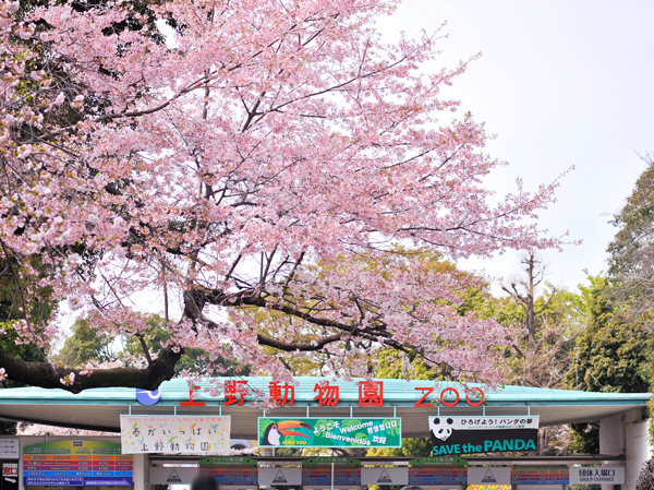 Surrounding environment. Ueno Park (walk 23 minutes / About 1800m)