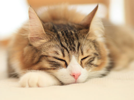 Other.  [Pets live Allowed] It is possible to keep a pet is a member of the family. Because it clarifies the rules, Even if you have a pet, You can also you live comfortably who are not kept.  ※ Conform to the pet Terms for pet type and size. For more information please contact the person in charge. The image is an example of a pet frog.