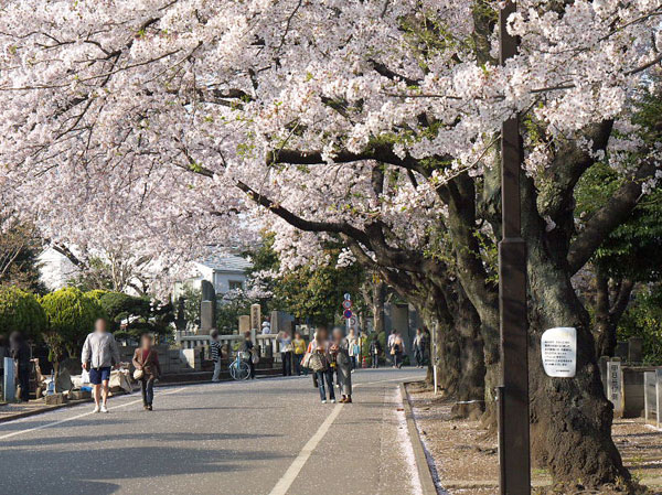 Surrounding environment. Yanaka Cemetery (about 910m / Cemetery consisting of a vast site of 12 minutes' walk) about 100,000 sq m. It has been known as a place where a number of celebrities to sleep. Also, Yanaka Cemetery is, Also it is famous for its cherry blossoms. Central Garden Road, which is also commonly referred to as "Sakura Street", In spring, I like to show off the fantastic scenery, such as the cherry blossoms of the tunnel.