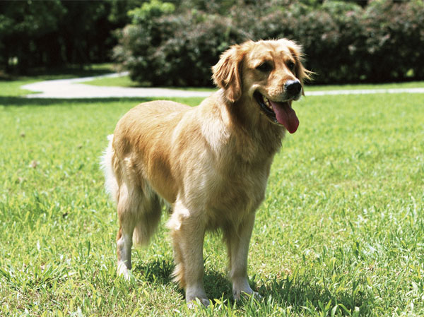 Common utility.  [Pet Friendly (pet foot washing place installation)] Such as dogs and cats, Is a mansion to live together as a member of an important family.  ※ Pet of the type and number, Is there is a limit to the size, etc.. For more information, please contact the person in charge.  ※ The photograph is an example of a pet frog.