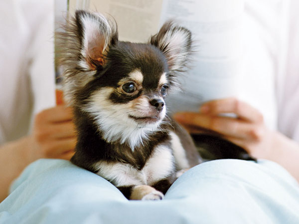 Other.  [Pet breeding Allowed] We have prepared the environment to be able to live together with a member of the important family pet. (An example of photo frog pet) ※ Breeding can pet types ・ For size, etc. There is a limit. Please check the separate management contract for more information.