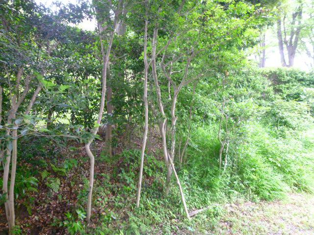 View photos from the dwelling unit. It is the north side of the view. It is surrounded by green.