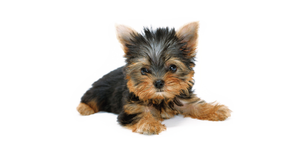 Other.  [Pet foot washing place] Pets and convenient after you walk, Installing a foot washing area for pets. You can be directed to the house from the dirt.  ※ The image is an example of a pet frog.