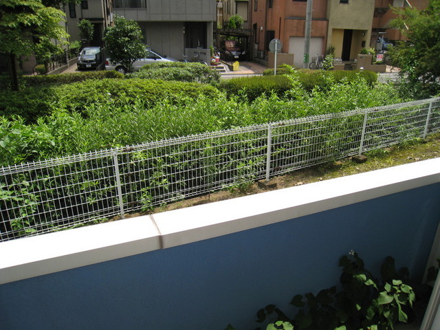 View. It is green before your eyes