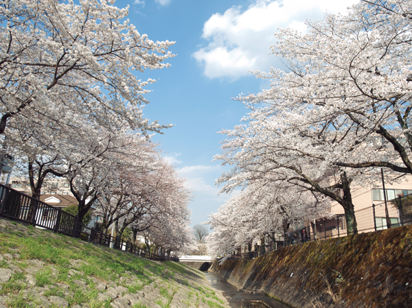 Surrounding environment. Cotter River (1-minute walk / About 10m)