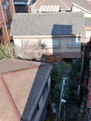 Local land photo. Appearance (1)