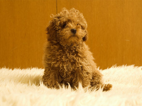 Other.  [Pets live Allowed] There is also a member of the important family, It is possible to live together with pets.  ※ Breeding can be kind, size, There is a limit to the number.  ※ We will follow the management contract for the pet breeding.  ※ The photograph is an example of a pet frog.