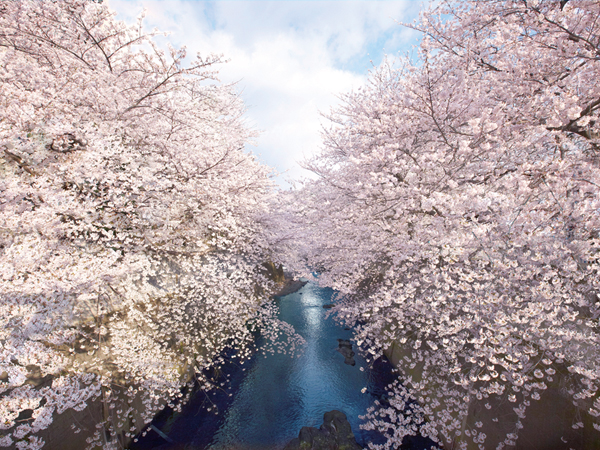 Surrounding environment. Row of cherry blossom trees along the Kanda River (about 50m)